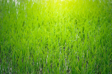 soft focus blur Close up of yellow green rice field. Texture of growing rice, floral background of green grass. Natural abstract soft green eco sunny background with grass and light spots dew