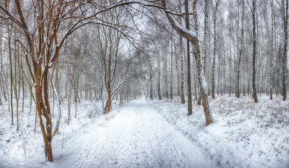 Snow-covered trees in the city park