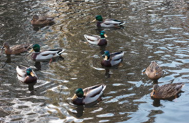 many ducks swim in the water