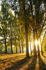 Fototapeta premium beautiful trees in the autumn forest, bright sunlight at sunset