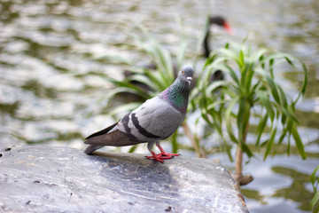 Bird Pigeon, concept The danger of pigeons to the human body