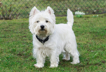 West Highland White Terrier in the garden