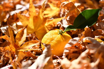 柚子と落ち葉 1