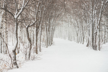 Fototapeta premium Snowy tunnel among tree branches in parkland close up. Snowy white background with alley in grove. Path among winter trees with hoarfrost during snowfall. Fall of snow. Atmospheric winter landscape.