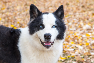 Yakut Husky with blue eyes on an autumn background in the forest