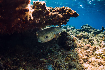 Sea world in underwater with box fish in ocean under coral reef