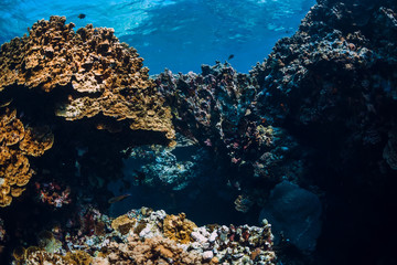 Underwater rocks with coral reef in ocean. Menjangan island, Bali