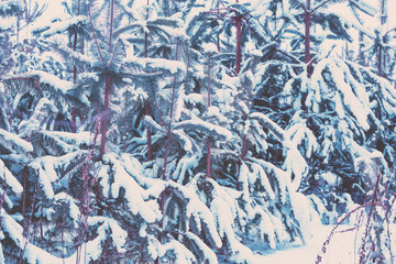 Blue vintage winter pine forest covered with snow