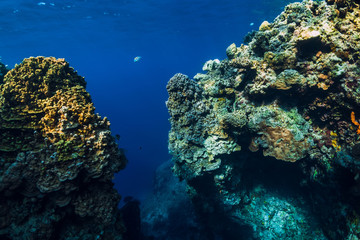 Fototapeta na wymiar Underwater rocks with coral reef in ocean. Menjangan island, Bali