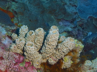 Demosponge