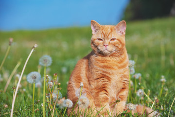 Portrait of a little kitten in the dandelion field among blowballs. Cat enjoying spring
