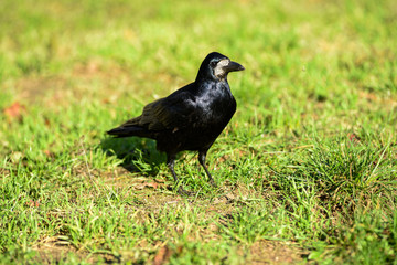 Crow on the grass.