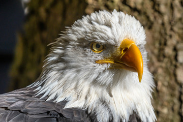 Weißkopfseeadler (Haliaeetus leucocephalus)