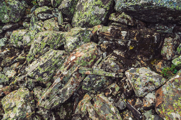 Multicolored boulder stream. Loose rock close up. Plants among randomly scattered stones. Amazing...