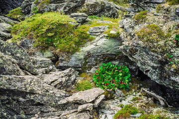 Green and red leaves of bergenia crassifolia close up. Amazing plant grows on rock with copy space. Rich vegetation of highlands. Mountain flora. Detailed natural background. Wonderful nature.