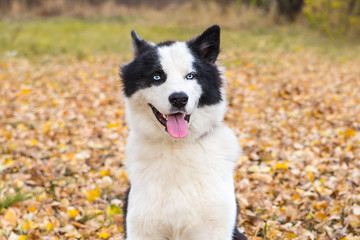 Yakut Husky with blue eyes on an autumn background in the forest