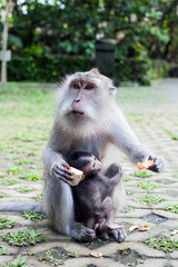 Small macaca fascicularis baby and mother in green forest