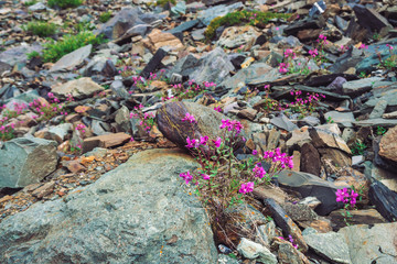 Amazing pink flowers of wormwood grows on rocks among stones close up. Rich vegetation of highlands. Mountain flora. Detailed natural background with copy space. Wonderful nature. Beautiful plants.