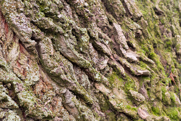 old poplat tree bark selective focus