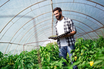 Young man doing plant work in hothouse