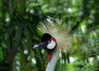 Fototapeta premium Grey crowned crane bird portrait