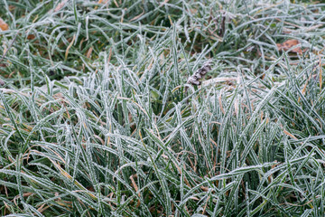 dried leaves covered with hoarfrost on ground