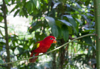 Australian king parrot sitting on branch
