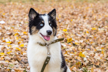Yakut Husky with blue eyes on an autumn background in the forest