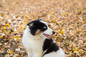 Yakut Husky with blue eyes on an autumn background in the forest