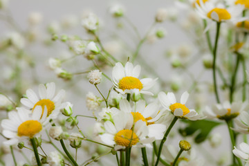 Natural background with daisies.