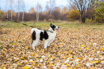 Naklejka na ściany i meble Yakut Husky with blue eyes on an autumn background in the forest