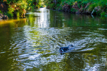 Dog playing in river 
