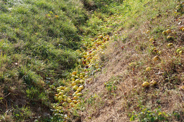 Fototapeta premium Fallen from the tree mature apples filled ditch