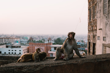 Jaipur, Rajasthan