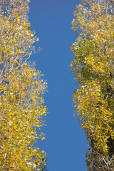 Autumn trees against the blue sky closeup