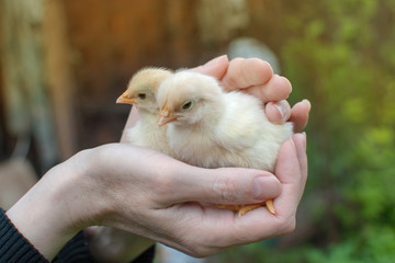 Two newborn chicken in caring hands
