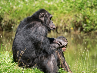 Chimpanzé