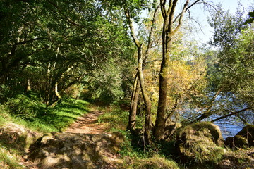 Fototapeta na wymiar Autumn colours in the forest. Path, trees and river. Galicia, Spain, sunny day.