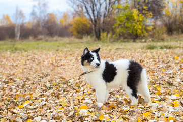 Yakut Husky with blue eyes on an autumn background in the forest