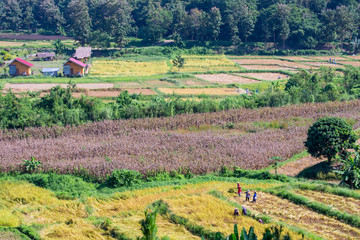 Fototapeta na wymiar Farmers Helping to harvest the rice fields at Pua, Nan, Thailand.