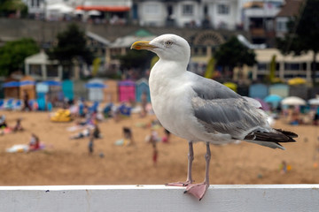 Seagull Herring Gull Broadstairs Kent Seaside