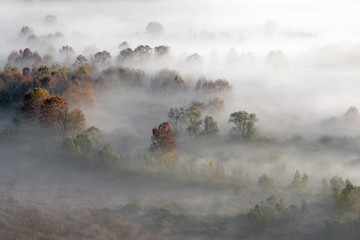 Alba autunnale sulla forsta con nebbia, Italia