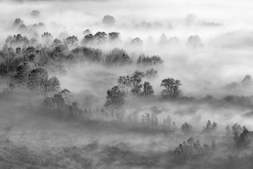 Nebbia sulla foresta, Italia