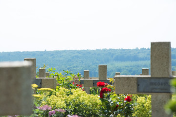 poppy on world war one battlefield france