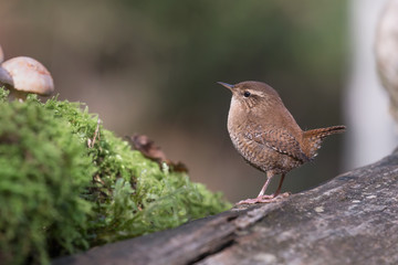 Il piccolo scricciolo (Troglodytes troglodytes)