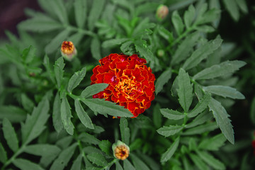 Marigold flowers close-up colorful background