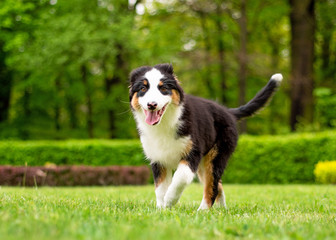 Happy Aussie dog walking at meadow with green grass in summer or spring. Beautiful Australian shepherd puppy 3 months old. Cute dog enjoy playing at park outdoors.