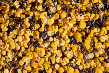 Lindenblätter, gelb gefärbt auf Waldboden