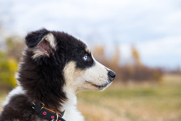 Yakut Husky with blue eyes on an autumn background in the forest