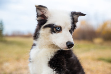 Yakut Husky with blue eyes on an autumn background in the forest